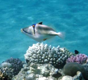 Hausriff Fort Arabesque