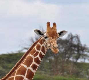 Giraffe meine Lieblinge
