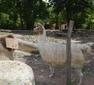 Lamas