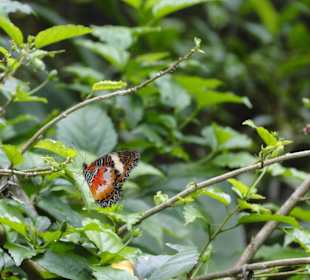 Poring Hot Springs - Schmetterlingsgarten