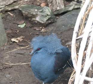 Kronentaube