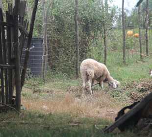 Azienda Agricola Arena Carmelo