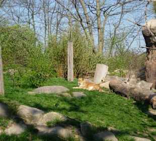 Die Löwin genießt die Sonne.