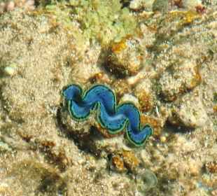 Blaumuschelvom Steg aus gesehen