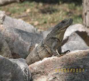 "Bewohner" Maya-Stadt Uxmal