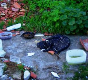 Fressenstelle für die Katzen