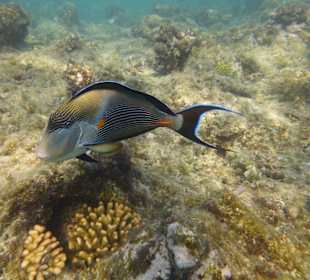 Arabischer Doktorfisch