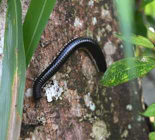 Tausendfüßler im Regenwald 