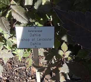 Staudengarten - Berggarten