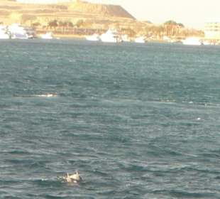 Delphine beim Schnorchelausflug