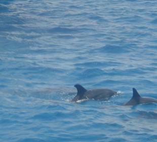 Delphine beim Schnorchelausflug