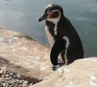 Pinguinanlage