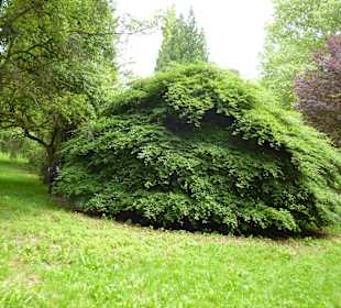 Baum im Liliental (Tipp)