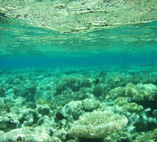 Unterwasserwelt im Roten Meer