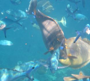 Außenriff - Kurznasendoktorfisch