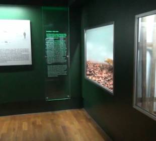 Museum Jagdtier + Vogelkunde