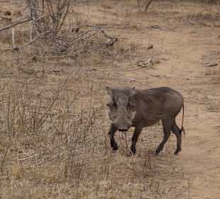 Krüger Nationalpark	
