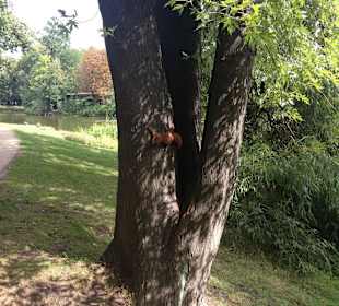 Park Łazienkowski - wiewiórka