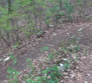 Premiumwanderweg Hochgebürzelt