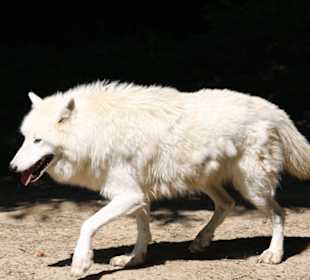 Polarwolf