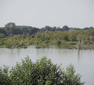 Impression vom Aussichtsturm Moorochse