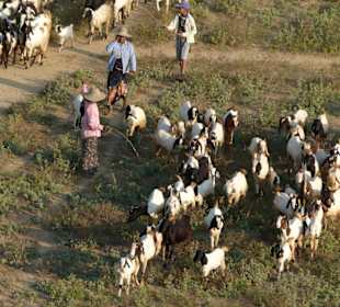 Chevriers parmi les temples 