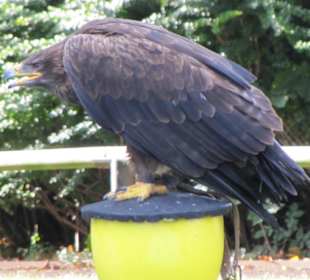 Falken- & Greifvogelflugshow