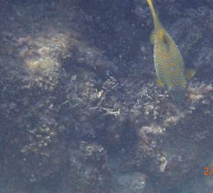 Korallen Riff mit Fisch