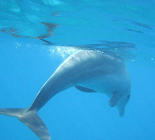 Delfine
