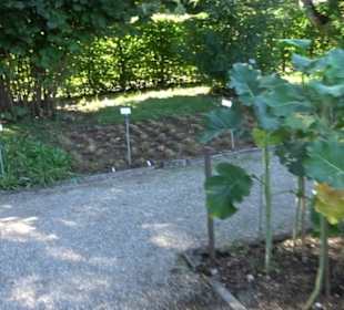 Botanischer Garten München