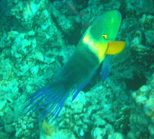 Bunter Fisch beim Schnorcheln