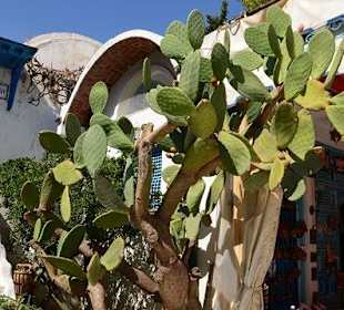 Roślinność na dziedzińcu muzeum