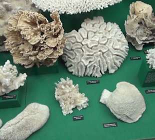 Meeresmuseum Stralsund