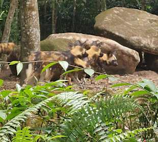 Singapur Zoo