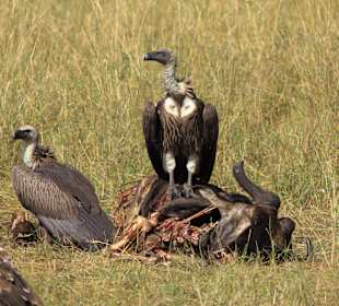 Geier bei der Mahlzeit ...