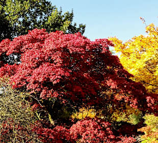 Herbstspaziergang durch den Bürgerpark Bremen