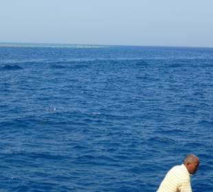 Delphinschwimmen mit Delfine & Meer Hurghada