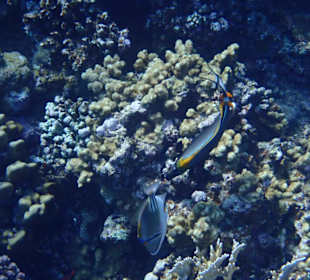 Schnorcheln Marsa Alam