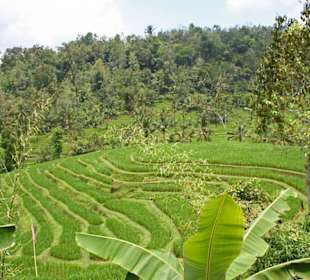 Reiseterrassen in Jatiluwih
