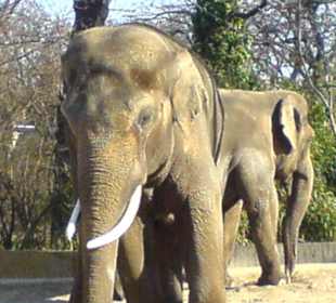 Elefanten im Berliner Zoo