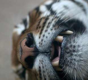 Den Tieren sehr nahe