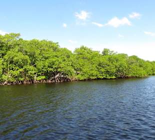 Mangroven