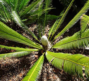 Stadtrundgang Sydney