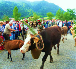 Alpabtrieb / Au / Vorarlberg Österreich