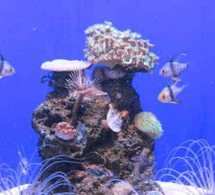 Palma Aquarium