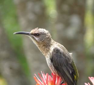 Vogel auf einer Protea