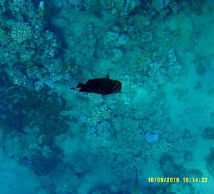 Schnorcheln Marsa Alam