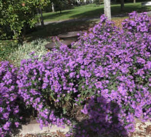 Kneippscher Sinnesgarten