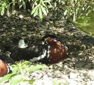 Rothalsgänse beim Mittagschläfchen