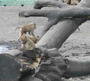 Serengeti Park Hodenhagen